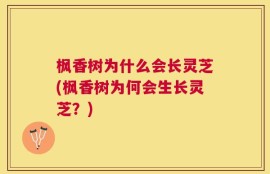 枫香树为什么会长灵芝(枫香树为何会生长灵芝？)