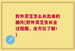 野外灵芝怎么长出来的图片(野外灵芝生长全过程图，全方位了解！)