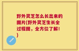 野外灵芝怎么长出来的图片(野外灵芝生长全过程图，全方位了解！)