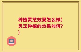 种植灵芝效果怎么样(灵芝种植的效果如何？)