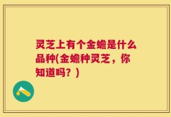 灵芝上有个金蟾是什么品种(金蟾种灵芝，你知道吗？)