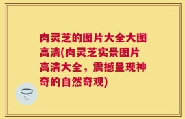 肉灵芝的图片大全大图高清(肉灵芝实景图片高清大全，震撼呈现神奇的自然奇观)