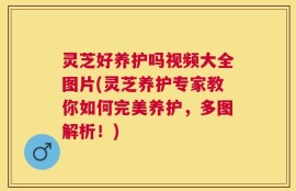 灵芝好养护吗视频大全图片(灵芝养护专家教你如何完美养护，多图解析！)