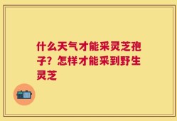 什么天气才能采灵芝孢子？怎样才能采到野生灵芝