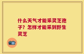 什么天气才能采灵芝孢子？怎样才能采到野生灵芝