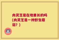 肉灵芝是在地里长的吗(肉灵芝是一种野生蘑菇？)