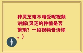 种灵芝难不难受呢视频讲解(灵芝的种植是否繁琐？一段视频告诉你。)