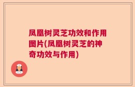 凤凰树灵芝功效和作用图片(凤凰树灵芝的神奇功效与作用)