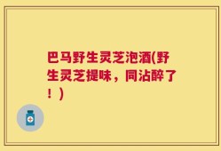 巴马野生灵芝泡酒(野生灵芝提味，同沾醉了！)