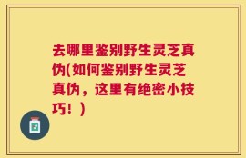 去哪里鉴别野生灵芝真伪(如何鉴别野生灵芝真伪，这里有绝密小技巧！)