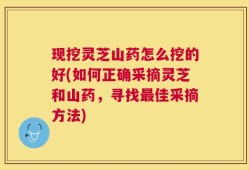 现挖灵芝山药怎么挖的好(如何正确采摘灵芝和山药，寻找最佳采摘方法)