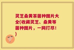 灵芝桑黄茶菌种图片大全(收藏灵芝、桑黄等菌种图片，一网打尽！)
