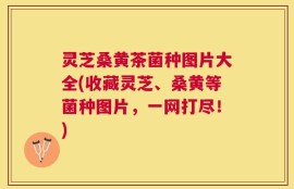 灵芝桑黄茶菌种图片大全(收藏灵芝、桑黄等菌种图片，一网打尽！)