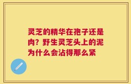 灵芝的精华在孢子还是肉？野生灵芝头上的泥为什么会沾得那么紧