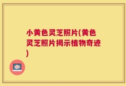 小黄色灵芝照片(黄色灵芝照片揭示植物奇迹)