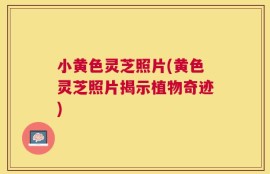 小黄色灵芝照片(黄色灵芝照片揭示植物奇迹)