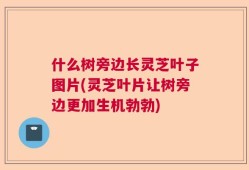 什么树旁边长灵芝叶子图片(灵芝叶片让树旁边更加生机勃勃)