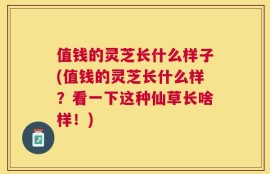 值钱的灵芝长什么样子(值钱的灵芝长什么样？看一下这种仙草长啥样！)