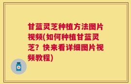 甘蓝灵芝种植方法图片视频(如何种植甘蓝灵芝？快来看详细图片视频教程)
