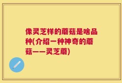 像灵芝样的蘑菇是啥品种(介绍一种神奇的蘑菇——灵芝蘑)