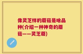像灵芝样的蘑菇是啥品种(介绍一种神奇的蘑菇——灵芝蘑)