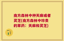 南方森林中种天麻或者灵芝(南方森林中珍贵的草药：天麻和灵芝)
