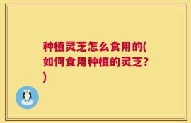 种植灵芝怎么食用的(如何食用种植的灵芝？)