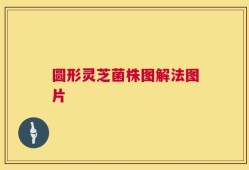 圆形灵芝菌株图解法图片