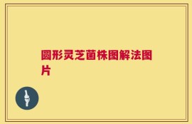 圆形灵芝菌株图解法图片