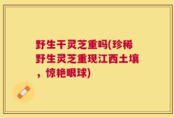 野生干灵芝重吗(珍稀野生灵芝重现江西土壤，惊艳眼球)