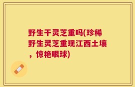 野生干灵芝重吗(珍稀野生灵芝重现江西土壤，惊艳眼球)