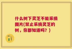 什么树下灵芝不能采摘图片(禁止采摘灵芝的树，你都知道吗？)