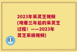 2023年采灵芝视频(观看三年后的采灵芝过程！——2023年灵芝采摘视频)