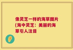 像灵芝一样的海草图片(海中灵芝：美丽的海草引人注目