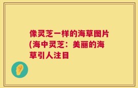 像灵芝一样的海草图片(海中灵芝：美丽的海草引人注目
