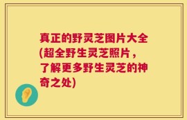 真正的野灵芝图片大全(超全野生灵芝照片，了解更多野生灵芝的神奇之处)