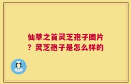 仙草之首灵芝孢子图片？灵芝孢子是怎么样的