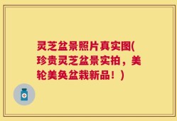 灵芝盆景照片真实图(珍贵灵芝盆景实拍，美轮美奂盆栽新品！)