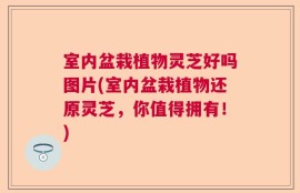 室内盆栽植物灵芝好吗图片(室内盆栽植物还原灵芝，你值得拥有！)