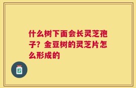 什么树下面会长灵芝孢子？金豆树的灵芝片怎么形成的