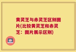 黄灵芝与赤灵芝区别图片(比较黄灵芝和赤灵芝：图片展示区别)