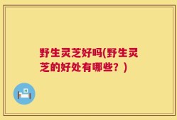 野生灵芝好吗(野生灵芝的好处有哪些？)