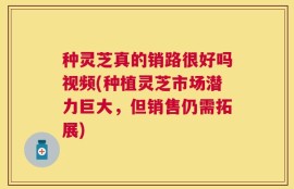 种灵芝真的销路很好吗视频(种植灵芝市场潜力巨大，但销售仍需拓展)