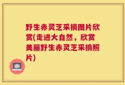野生赤灵芝采摘图片欣赏(走进大自然，欣赏美丽野生赤灵芝采摘照片)