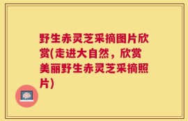 野生赤灵芝采摘图片欣赏(走进大自然，欣赏美丽野生赤灵芝采摘照片)