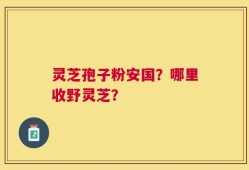 灵芝孢子粉安国？哪里收野灵芝？