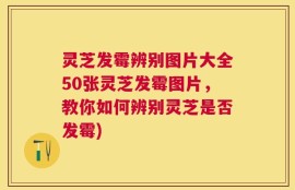 灵芝发霉辨别图片大全50张灵芝发霉图片，教你如何辨别灵芝是否发霉)