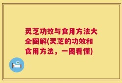 灵芝功效与食用方法大全图解(灵芝的功效和食用方法，一图看懂)
