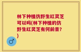 林下种植仿野生红灵芝可以吗(林下种植的仿野生红灵芝有何前景？)