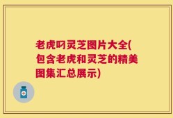 老虎叼灵芝图片大全(包含老虎和灵芝的精美图集汇总展示)